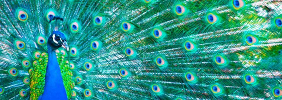 Worry About Piety Contests, Not 